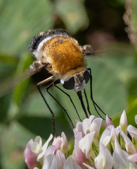 Heterostylum robustum