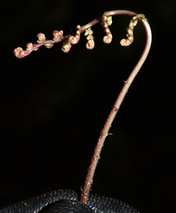 Athyrium strigillosum