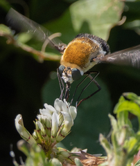 Heterostylum robustum