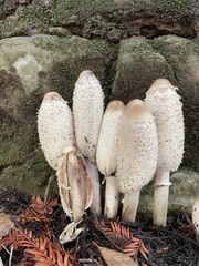 Coprinus comatus