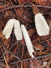 Coprinus comatus