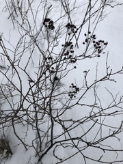 Spiraea chamaedryfolia