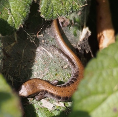 Elgaria coerulea coerulea