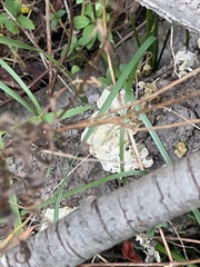 Trametes suaveolens