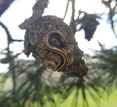 Ommatoiulus sabulosus