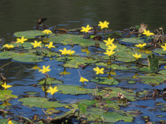 Nymphoides thunbergiana