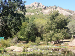 Nymphaea nouchali caerulea