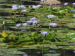 Nymphaea nouchali caerulea