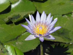 Nymphaea nouchali caerulea
