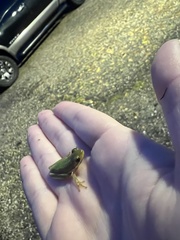 Hyla