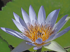 Nymphaea nouchali caerulea