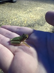Hyla