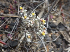 Helichrysum tinctum