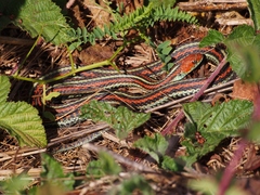 Thamnophis sirtalis tetrataenia