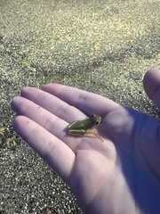 Hyla