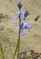Brimeura amethystina