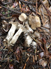 Rhodocybe