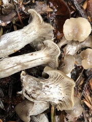 Rhodocybe