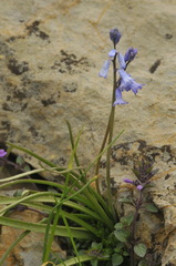 Brimeura amethystina