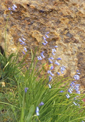 Brimeura amethystina