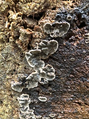 Stereum sanguinolentum