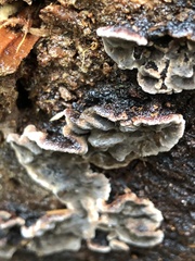 Stereum sanguinolentum