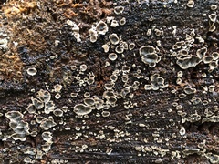 Stereum sanguinolentum