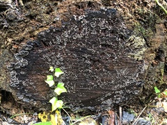 Stereum sanguinolentum