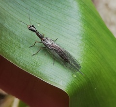 Xanthostigma xanthostigma
