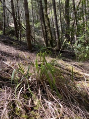 Anthoxanthum occidentale