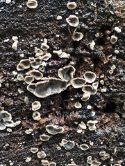 Stereum sanguinolentum