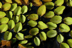 Salvinia auriculata
