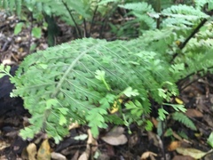 Asplenium bulbiferum