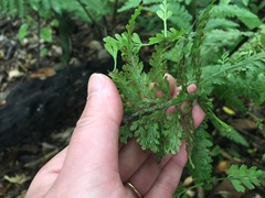Asplenium bulbiferum