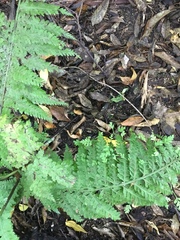 Asplenium bulbiferum