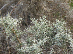 Ulex argenteus argenteus