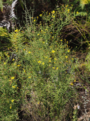Osteospermum spinosum