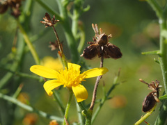 Osteospermum spinosum