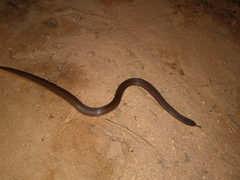 Coniophanes imperialis