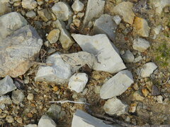 Ocnerodes fallaciosus