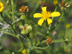 Osteospermum spinosum