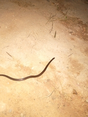 Coniophanes imperialis