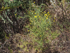 Osteospermum spinosum