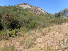 Salvia chamelaeagnea