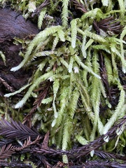 Plagiothecium undulatum