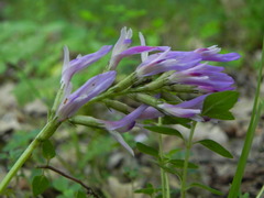 Astragalus monspessulanus