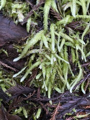 Plagiothecium undulatum