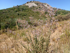 Salvia chamelaeagnea