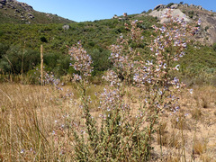 Salvia chamelaeagnea