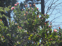Protea aurea aurea × punctata